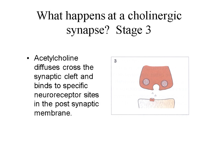 What happens at a cholinergic synapse?  Stage 3 Acetylcholine diffuses cross the synaptic